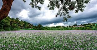 Image result for Pontederia crassipes