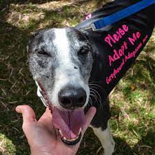 Greyhounds as pets of northeast florida inc. Greyhound Adoptions Wa Perth Makers Market