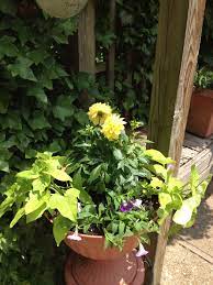 Dahlia And Sweet Potato Vine Sweet Potato Vine Potato Vines Plants