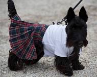 Annual Highland Games