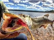 Image result for are tiger muskies sterile