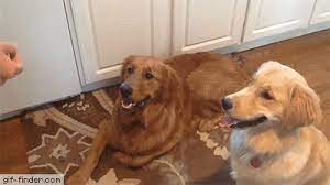 Adorably Derpy Golden Retriever Find And Share Funny Animated Gifs Golden Retriever Gif Golden Retriever Golden Retriever Funny