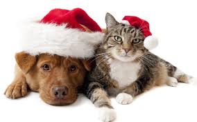 Check spelling or type a new query. Cat And Dog Christmas Wallpapers Wallpaper Cave