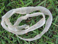 Maybe you would like to learn more about one of these? 34 Shedding Skin Ideas Skin Snake Shedding Snake Skin