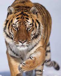 siberian tiger its extremely difficult to see them in the wild as there are only 500 remain siberian tigers in the w siberian tiger tiger photography big cats