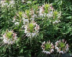 Image result for Cleome macrophylla