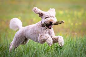Image result for poodle