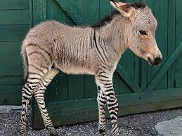 Maybe you would like to learn more about one of these? Rare Italian Born Baby Zonkey In Good Health Abc News