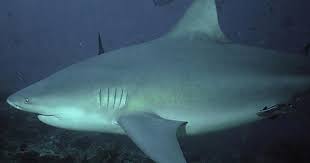 They hunt alone, instead of in groups, and although they appear slow as they troll the ocean floor, they're known for their agility and quick bursts of speed. Bull Shark Five Most Dangerous Sharks To Humans Cbs News