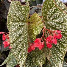 Image result for Begonia scutifolia