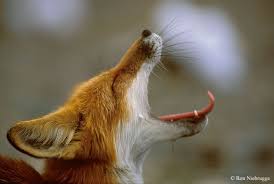 From Scully Fox Scream Pet Fox Fox Scream Red Fox Pictures