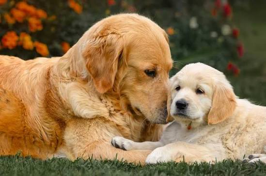 Golden Retriever Breed Guide - Veterinary Facts & Care