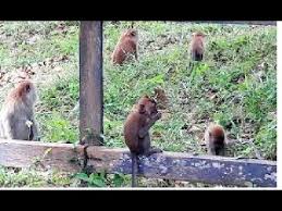 We did not find results for: How To Protect Your Priceless Vegetables From Monkeys And Insect Protection Of Farm Shorts Youtube