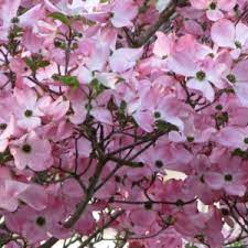 Check spelling or type a new query. 5 Ways To Use Dogwoods