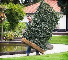 Trichterwinde natürlicher sichtschutz für garten und balkon. Sichtschutz Und Larmschutz Naturlicher Larm Und Sichtschutz Durch Heckenelemente Gardenplaza