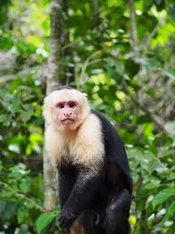 Black And White Monkey Pictures Cute White Face Capuchin Monkey Manuel Antonio Park Costa Rica Animals Nature Photography Capuchin Monkey Monkey Species White Faced Capuchin