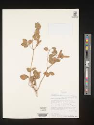 Image result for Chamaecrista absus