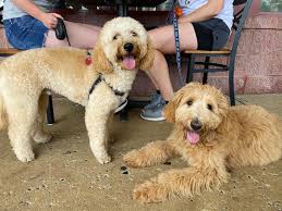 They are a cross between a golden retriever & a poodle. Mini Goldendoodle Puppies And Bffs Lancaster Marketplace Facebook