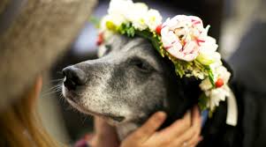 Check spelling or type a new query. List Of Non Toxic Flowers That May Be Safe For Your Pets Bouqs Blog