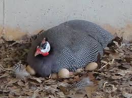 rearing incubation and brooding guinea fowl the poultry guide