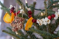Nature's Little Elf Workshop — Blue Ridge Discovery Center