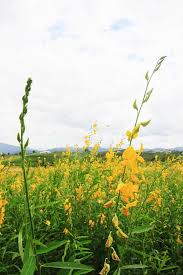 Image result for Crotalaria juncea