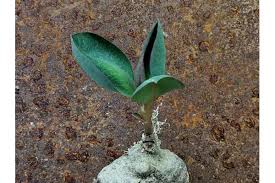 Image result for Monadenium discoideum