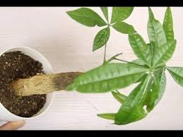 如何养好发财树 夏季这样养 不会黄叶 变得绿油油 youtube plants