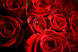 Képtalálat a következőre: „red rose tumblr”