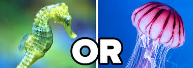 The old man and the sea is a short novel by ernest hemingway. What Sea Creature Are You
