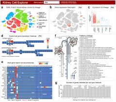 Single Cell Profiling Reveals Sex Lineage And Regional Diversity In The Mouse Kidney Biorxiv