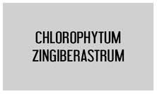 Image result for Chlorophytum zingiberastrum