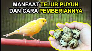 We did not find results for: 10 Manfaat Telur Puyuh Untuk Kenari Beserta Cara Pemberiannya Supaya Cepat Gacor Youtube