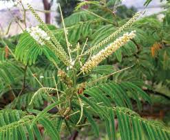 Image result for Secamone delagoensis