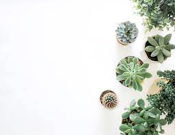 Maybe you would like to learn more about one of these? Minimalist Plant Wallpapers Top Free Minimalist Plant Backgrounds Wallpaperaccess