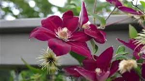 Mountain clematis or clematis montana offers superb blooming. Clematis Montana Anemone Clematis Himalayan Clematis Mountain Clematis North Carolina Extension Gardener Plant Toolbox