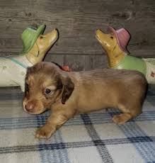 Check spelling or type a new query. Summer Breeze Kennels Indiana Cocker Spaniels Dachshunds Shetland Ponies Breeder Sales Puppies