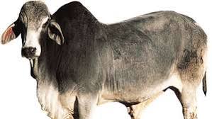 The brahman breed's development is an unparalleled success story. Brahman Cattle Britannica