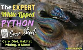 Brazilians are reddish orange with black marks and moons down their sides and are iridescent. White Lipped Python 101 Care Diet Habitat Setup More