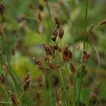 Image result for Bulbostylis densa