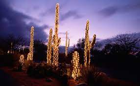 Some of the species grow quite large, reaching a few feet tall. The Best Christmas Light Displays In Arizona Beautiful Winter Wonderlands