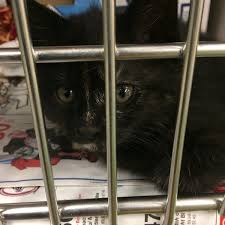 We rescue, rehabilitate, and adopt dogs into loving homes. Photos At Anchorage Animal Control Anchorage Ak