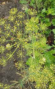 Image result for Anethum