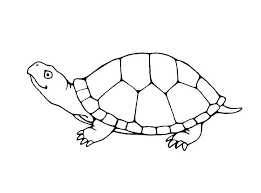 Turtle on top of a coloring page free printable. Free Printable Turtle Coloring Pages For Kids Novocom Top