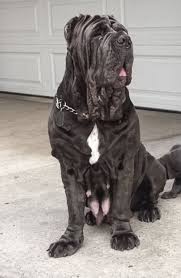 Litter Of 4 Neapolitan Mastiff Puppies For Sale In Los Angeles Ca Adn 18503 On Puppyfinder Com Gender Mal Mastiff Dog Breeds British Mastiff Mastiff Puppies