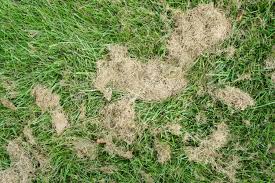 Grass clippings can also be made into a 100% organic liquid fertilizer. Can You Use Grass Clippings As Mulch Plus 5 Other Uses My Backyard Life