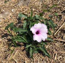 Image result for Ipomoea verbascoidea