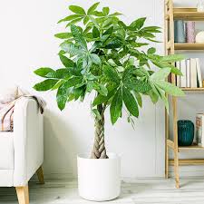 Image result for Pachira