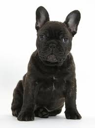 They can present with a white patch on his chest, and a darker mask. Dark Brindle French Bulldog Pup Bacchus 9 Weeks Old Sitting Photographic Print Mark Taylor Allposters Com