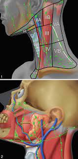 A large number of lymph nodes are linked throughout the body by the lymphatic vessels. Head And Neck Lymph Node Groups Of The Facial Area Including The Download Scientific Diagram